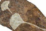 Two Fossil Ginkgo Leaves From North Dakota - Paleocene #262679-1